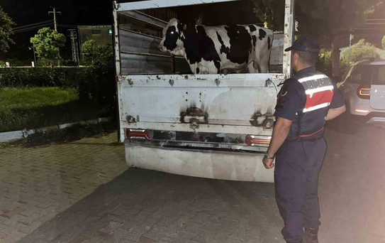 Jandarma, Çine'de Çalınan Hayvanları Buldu