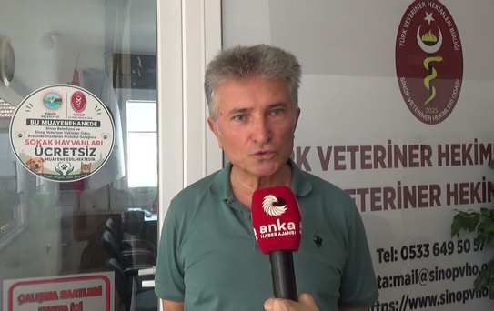 Sinop'ta Sokak Hayvanlarına Ücretsiz Tedavi Projesi