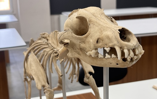 MSKÜ'de Zooarkeolojik Koleksiyon Eğitime Katkı Sağlıyor