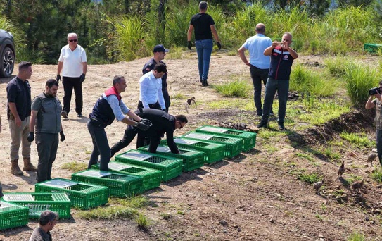 Doğaya 400 Sülün Salındı