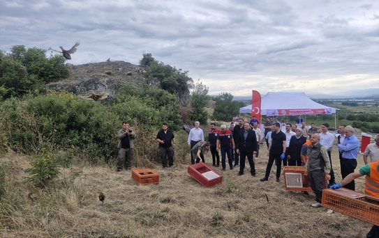 Doğaya 1500 Sülün ve Keklik Salındı