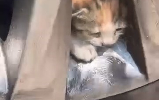 Aracın teker kısmına sıkışan kediler kurtarıldı