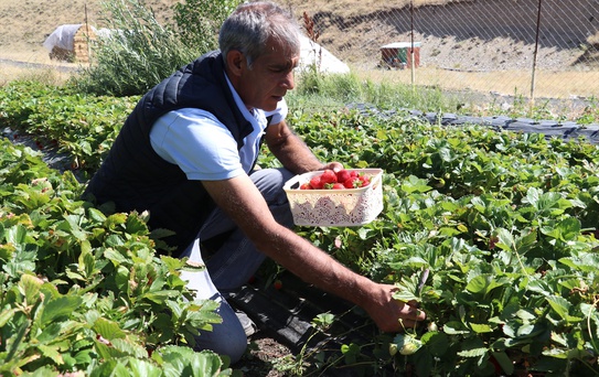 Ağrı'da Çilek Hasadı Başladı