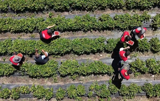 Hobi olarak başladı, 2.5 dönüme çıkardı: Bakımı zor ama parası çok iyi