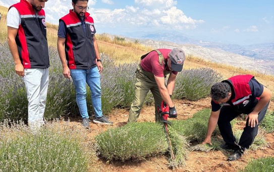 Erzincan'da Lavanta Hasadı Başladı