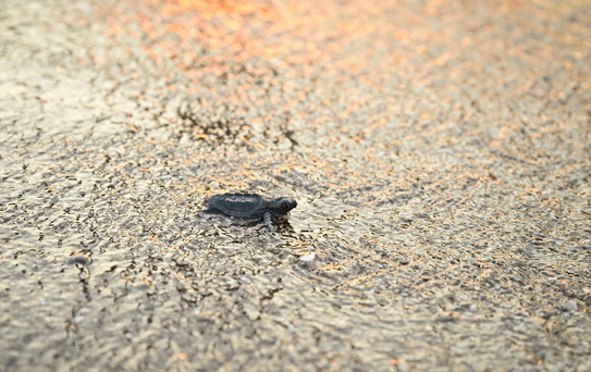 Caretta Caretta Yavruları Denize Kavuştu