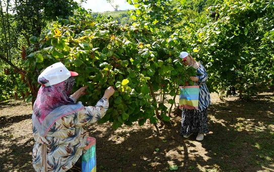 Yeşil altında orta kesim hasadı başladı: Samsun’da 115 bin ton fındık bekleniyor