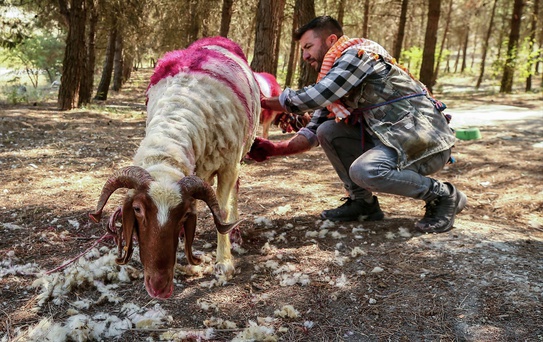 Çal'da 853 Yıldır Süren Koyun Geçirme Geleneği