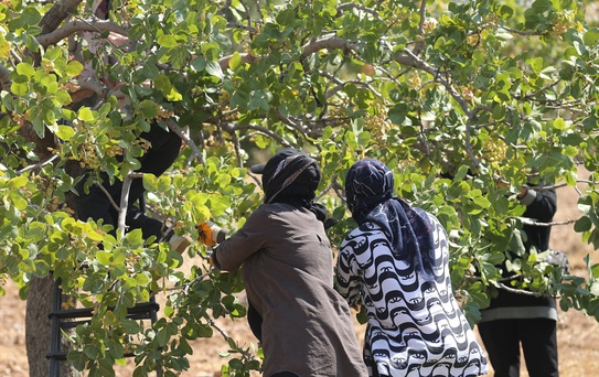 Şanlıurfa'da Boz Fıstık Hasadı Başladı