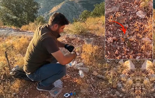 Çinliler Türkiye'deki çekirgelerin peşinde! Neden ortaya çıktı