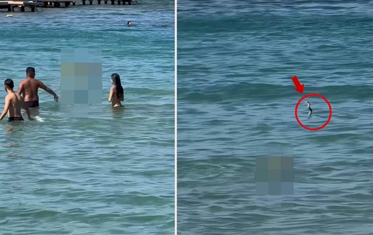 Plajda gergin anlar! Görenler denizden hemen çıktı
