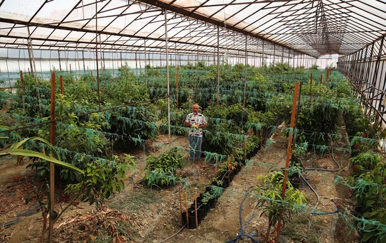 Alanya'da Tropikal Meyve Üretimi Artıyor