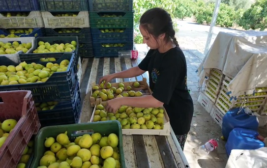 Aydın İncirinde Fiyat ve Kalite Sorunları