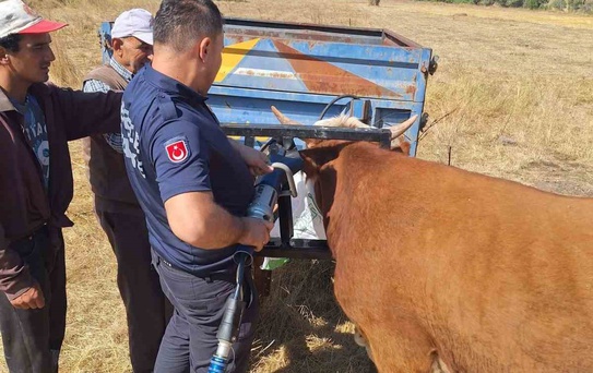 Bolu’da ineğin kafası tarım aletine sıkıştı