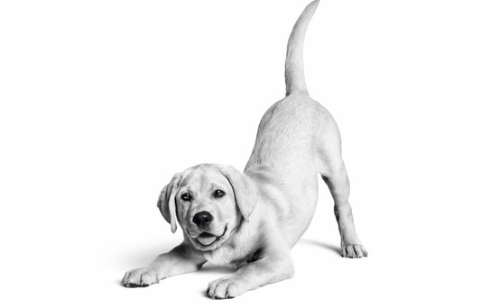 Royal Canin Türkiye’de 10. yılını kutluyor: 6,4 milyon kedi ve köpeğe ulaştı