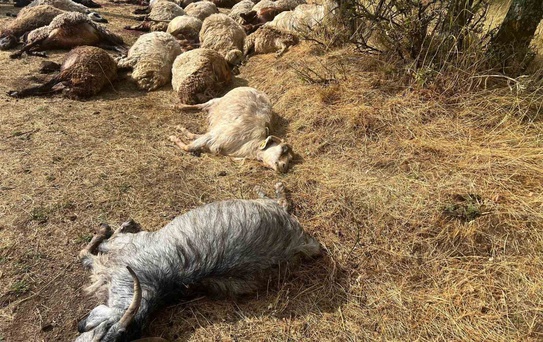 Otlatmak için araziye çıkardı! 36’sını birden kaybetti