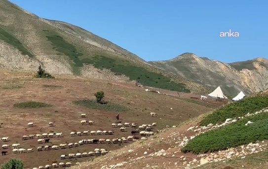 23 yaşındaki genç kadın binlerce rakımdaki Tunceli yaylasında 600 koyunun bakımını yapıp aynı anda KPSS'ye hazırlanıyor