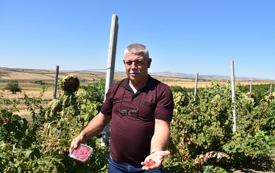 Edirne'de çiftçi Mehmet Ceylan'ın ahududu ve böğürtlen bahçesi büyüyor