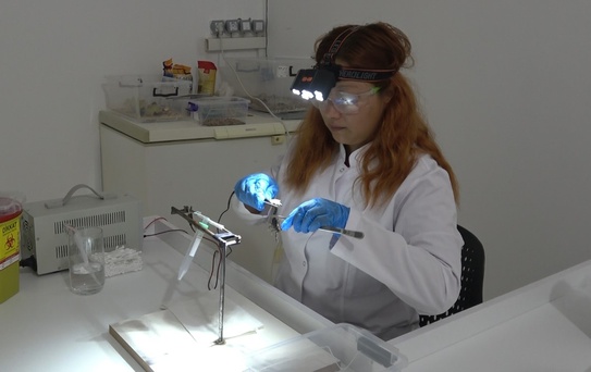 Samsun Bafra'da kurulan merkezde akrep zehri, ilaç ve savunma sanayisi için AR-GE'de kullanılacak