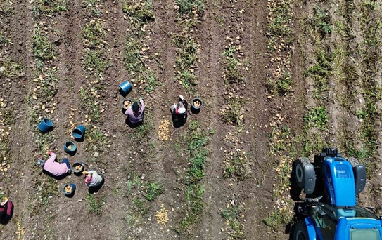 Bolu'da patates hasadı başladı; tarlada 28, tezgahta 45 liraya satılıyor