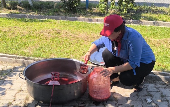 Iğdır'da Anjelik eriğinde hasat başladı, zirai don nedeniyle rekolte 25 tona geriledi