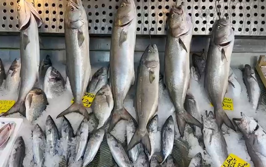 Usta balıkçı Kenan Balcı, ağımızı attığımız her yerde bol ve ucuz balık olduğunu söyledi