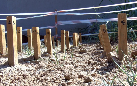 Bursa Teknik Üniversitesi'nin yöntemiyle ahşap dayanıklılığı 10 kat artacak