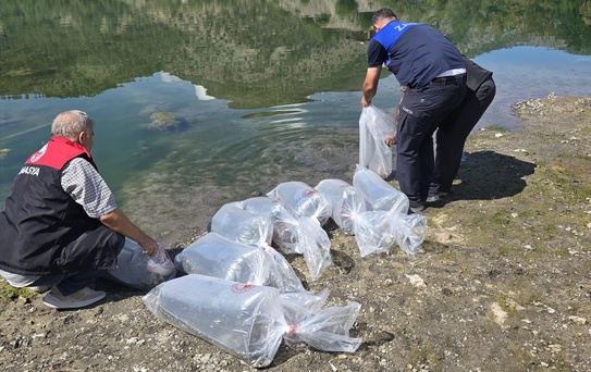 Amasya Ziyaret'teki gölete balıklandırma çalışmasıyla 100 bin sazan yavrusu bırakıldı