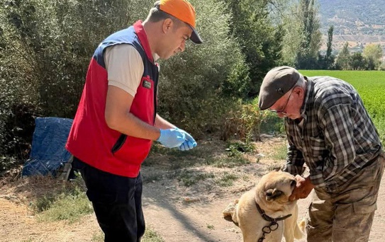 Afyonkarahisar Çay'da evcil hayvanlara kimlik takıldı ve kuduz aşısı yapıldı