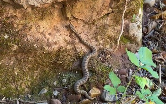 Kastamonu Cide'de boynuzlu engerek yılanı Loç Vadisi'nde cep telefonuyla görüntülendi