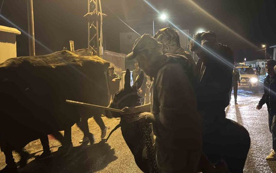 Sivas Altınyayla'da düğünlerde deve oyunu ve eşekli ceza geleneği sürüyor