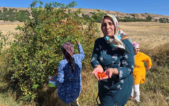 Yozgat Saraykent'te kuşburnu toplama mesaisi dikenli dallarda başladı