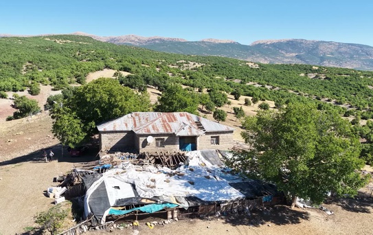 Tunceli'de ayı ahırın çatısını yıkıp girdi; 11 hayvan ile 2 köpek yavrusu telef oldu