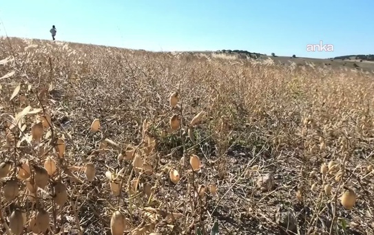 Yozgat'ta dolu, sigortalı nohut tarlalarını vurdu; TARSİM hasar karşılamıyor