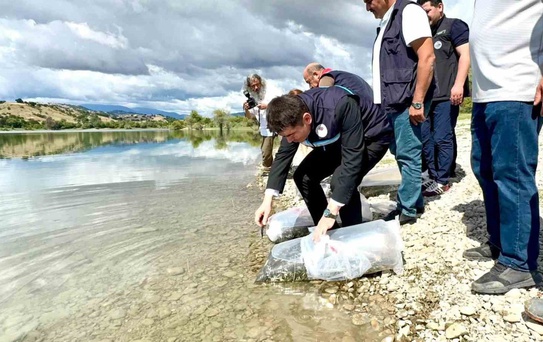 Amasya Taşova'daki Uluköy Barajı'na 75 bin sazan yavrusu salındı
