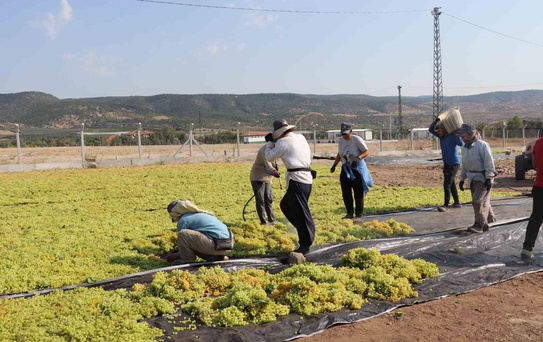 Denizli'de üreticiler kuru üzüm fiyatı 80 TL'ye düşünce TMO'ya alım çağrısı yaptı
