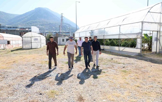 ALKÜ serasında ilk mango hasadı Rektör Türkdoğan'ın katılımıyla yapıldı
