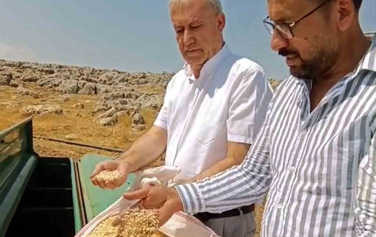 Araban Sarımsağında zambak anaç tohumuyla ikinci ekim yapıldı