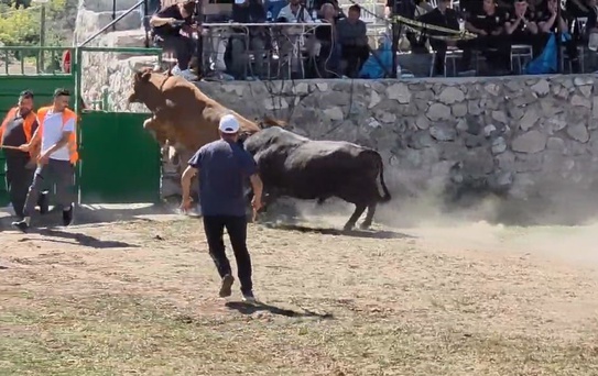 Ardanuç'ta 600 kiloluk boğa demir kapıdan atlayarak arenadan kaçtı