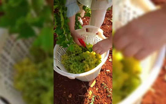 Üzüm üreticisini ziyaret eden Milletvekili Ün, tarım politikasını eleştirdi