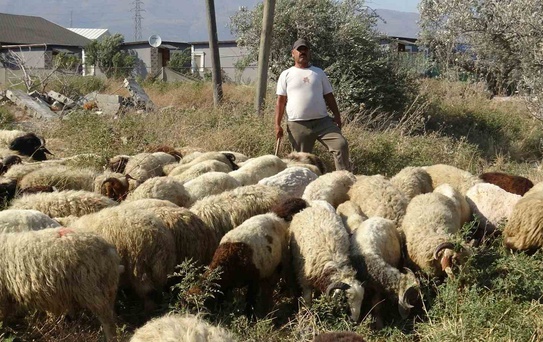 Hatay'da çobanların zorlu mesaisi! 80 bin TL'ye personel bulunamıyor