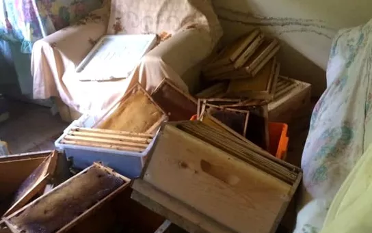 Pencereden eve giren ayı eşyaları parçaladı
