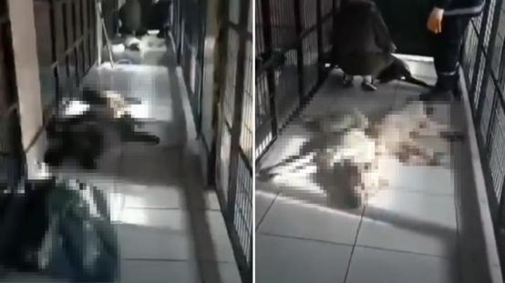 Hayvan barınağında kan donduran görüntüler! Belediyeden açıklama geldi