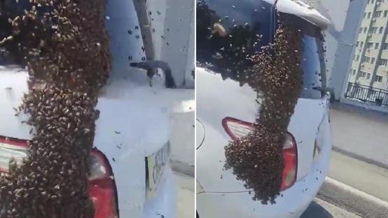 Otobanda arı istilası