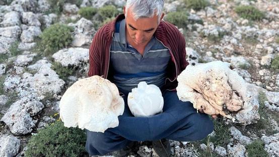 Eşiyle birlikte çıktığı yaylada dev mantarlar buldu