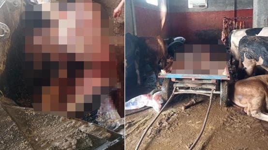 Kebabın başkentinde evde at keserken suçüstü yakalandılar