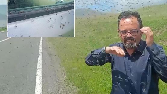 İlçede sinek istilası! Sürücüler önlerini göremiyor