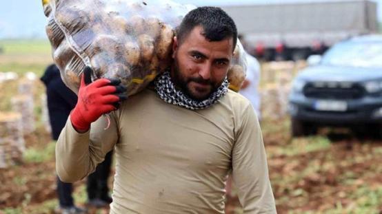 Hasat başladı, aylık kazançları 100 bin lirayı buluyor