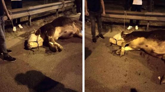 İstanbulda kurbanlık dana yola atladı, ayağını kırdı