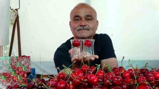 Çay bardağına sığmayan Lapseki kirazında hasat başladı